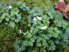 Sanicula petagnioides