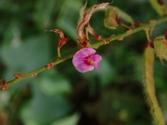 Tadehagi triquetrum