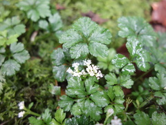 Sanicula petagnioides