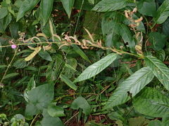 Tadehagi triquetrum