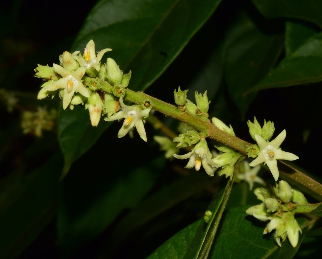 Forsteronia