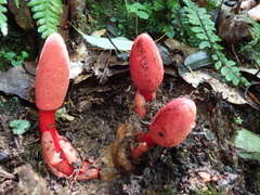 Balanophora yakushimensis