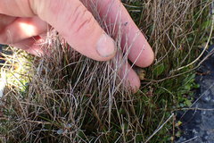 Isolepis cernua cernua