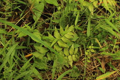 Adiantum petiolatum
