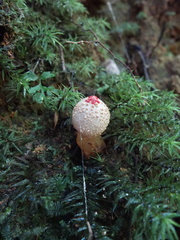 Calostoma japonicum