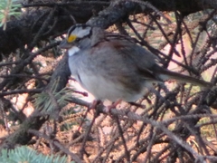 Zonotrichia albicollis