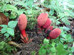 Balanophora yakushimensis