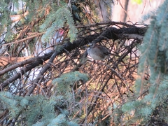 Zonotrichia albicollis