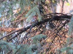 Zonotrichia albicollis