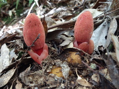 Balanophora yakushimensis