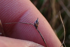 Isolepis cernua cernua