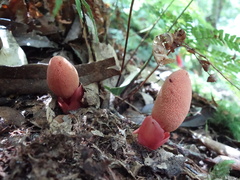 Balanophora yakushimensis