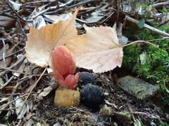 Balanophora yakushimensis