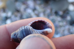 Buccinulum littorinoides