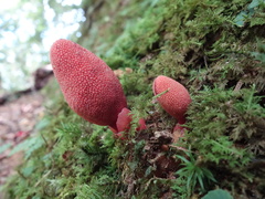 Balanophora yakushimensis