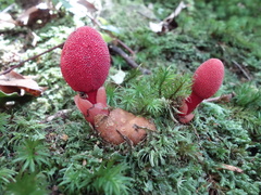 Balanophora yakushimensis