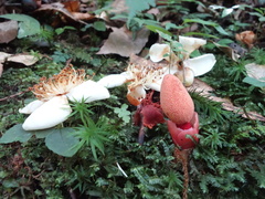 Balanophora yakushimensis