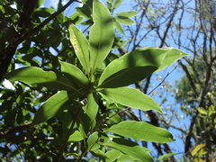 Pittosporum daphniphylloides