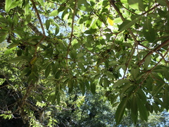 Pittosporum daphniphylloides