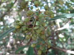 Pittosporum daphniphylloides