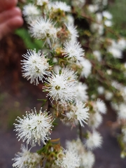 Kunzea ambigua