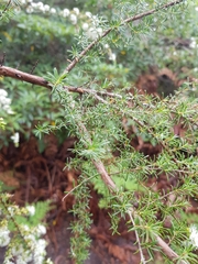 Kunzea ambigua