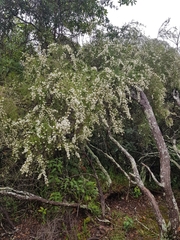 Kunzea ambigua