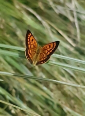 Lycaena 'canterbury common copper'