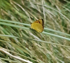 Lycaena 'canterbury common copper'