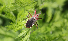 Cosmoclopius poecilus