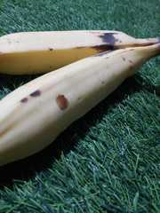 Musa × paradisiaca