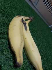 Musa × paradisiaca