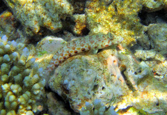 Parapercis millepunctata