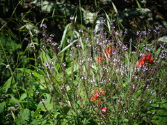 Verbena menthifolia