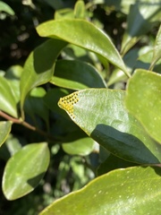 Delias pasithoe