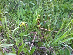 Ophrys insectifera