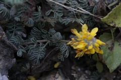 Dalea lutea
