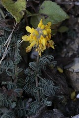 Dalea lutea
