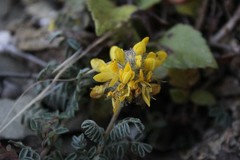 Dalea lutea