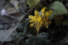Dalea lutea