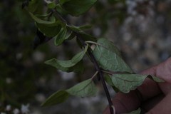 Clinopodium mexicanum