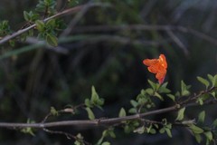 Clinopodium mexicanum