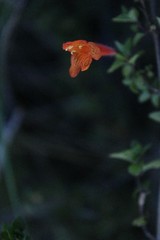 Clinopodium mexicanum