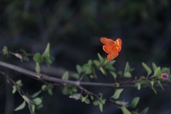 Clinopodium mexicanum