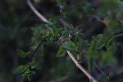 Clinopodium mexicanum
