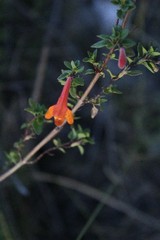 Clinopodium mexicanum