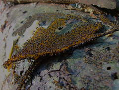 Physarum polycephalum