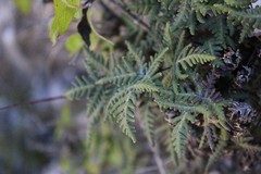 Notholaena sulphurea