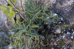 Notholaena sulphurea