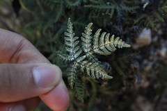 Notholaena sulphurea